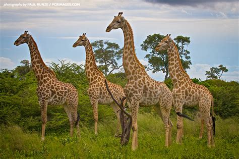 Seeing Quadruple? Discovering Four Giraffe Species | African Wildlife Foundation