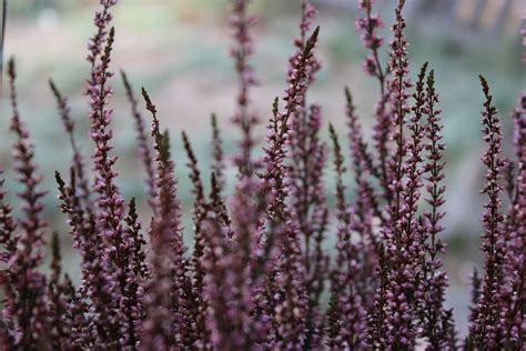 Lavender Flower Field On Bloom · Free Stock Photo