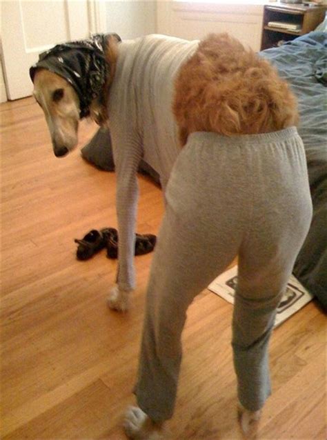 dog dressed in clothes, funny dogs - Dump A Day