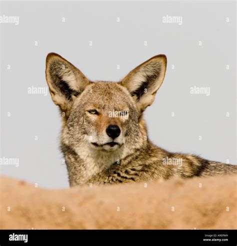 Coyote Closeup Portrait Stock Photo - Alamy