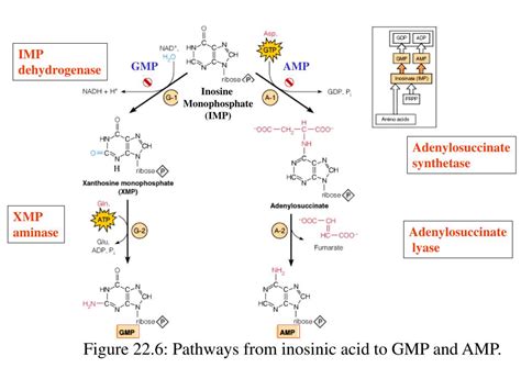 PPT - Nucleotide Metabolism PowerPoint Presentation, free download - ID:593025