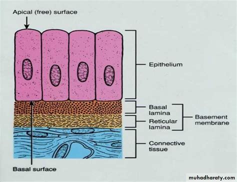 Basal Lamina Diagram