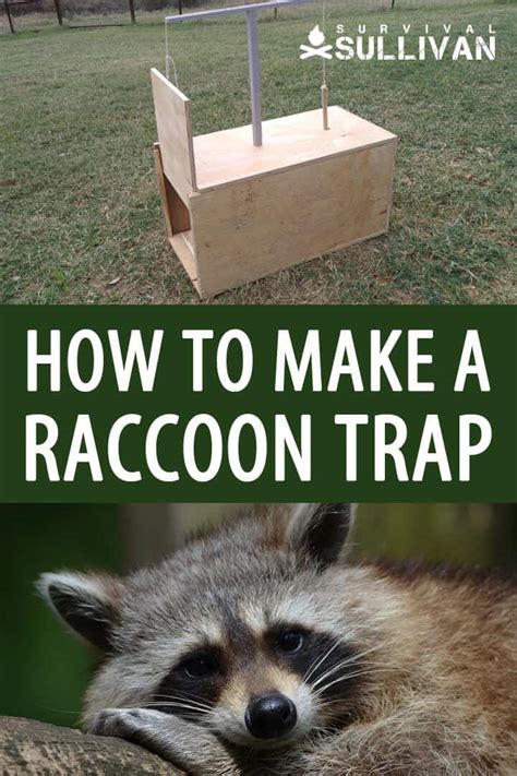 Easy DIY Raccoon Trap Step By Step