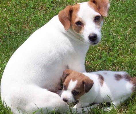 Jack Russell Terrier Puppies For Sale In Ohio