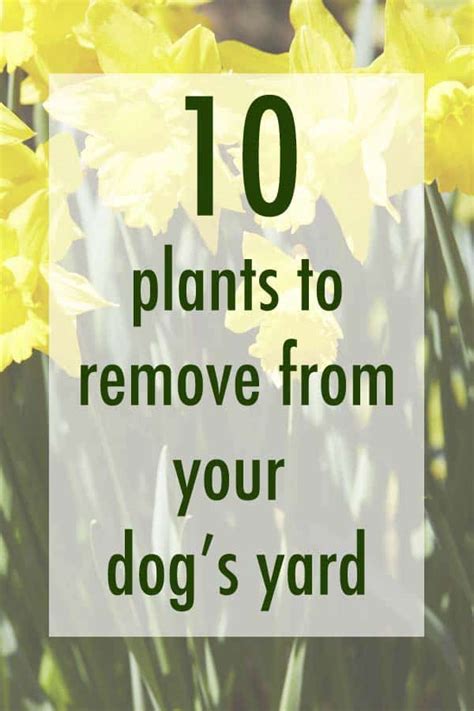 10 Toxic Plants to Remove from Your Dog's Yard