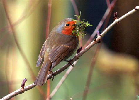 Robin nest building. | Nest building, Robin, Nest