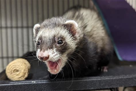 European Ferret – Utica Zoo