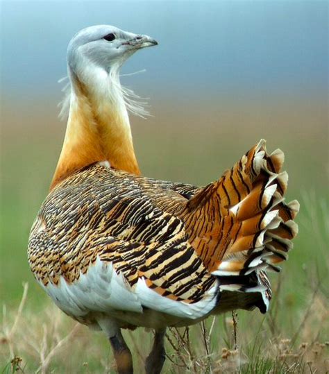 What is a Great Bustard? - Great Bustard Group