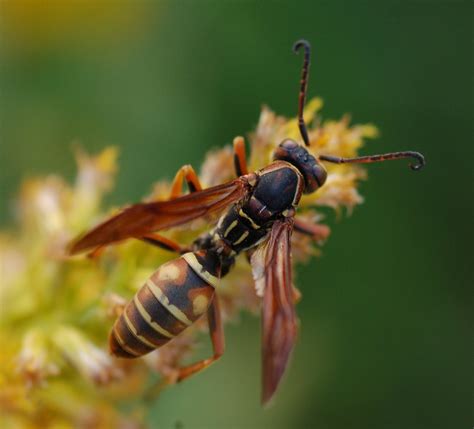 Family Vespidae – ENT 425 – General Entomology