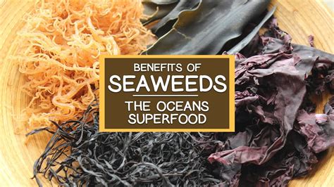 The Nutritional Benefits Of Seaweed, The Ocean's Superfood