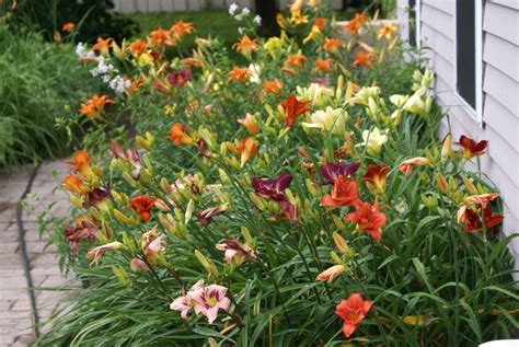 Outdoor Lighting & Exterior Light Fixtures: Daylilies In Garden Design