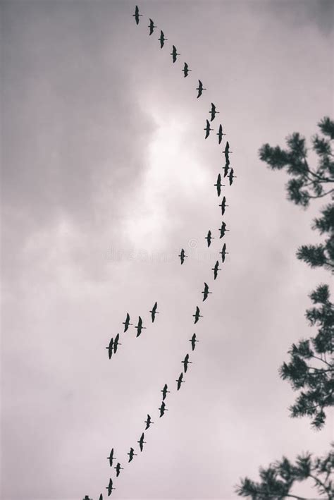 Birds Flying in Formation - Vintage Film Effect Stock Photo - Image of ocean, nature: 109670144