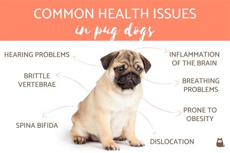 Common Health Problems in Pug Dogs - Pug Dog Breed