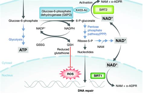 Glucose 6 Phosphate Pathway