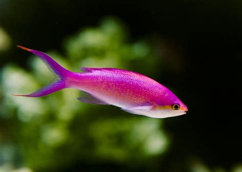 Pink Tropical Fish by jwt-photography on deviantART | Tropical fish ...