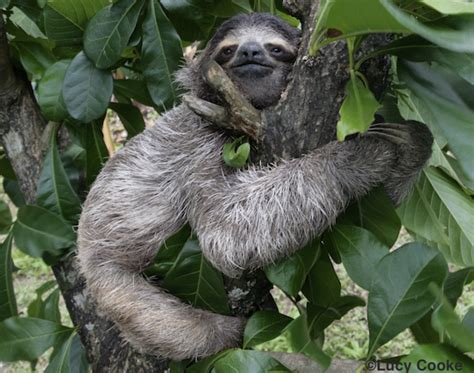 Couple's Home Invaded by Baby Sloths (PHOTOS) | HuffPost