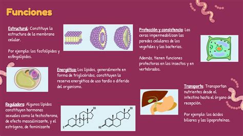 SOLUTION: Lipidos funcion saponificacion clasificacion tipos - Studypool