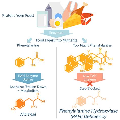 Phenylalanine Hydroxylase Deficiency DNA Test – DNA Access Lab