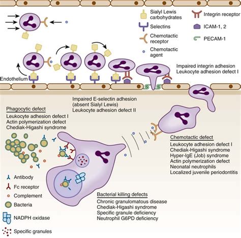 Disorders of Phagocyte Function | Oncohema Key