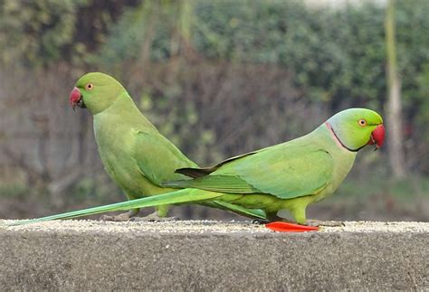 #bird #delhi #fauna #green #india #parakeet #parrot #psittacula krameri ...