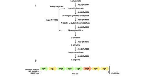 (a) The L-arginine biosynthesis pathway in Mycobacterium tuberculosis.... | Download Scientific ...