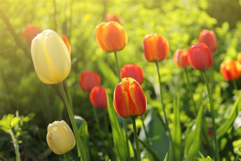 tulips, Flowers, Spring, Garden Wallpapers HD / Desktop and Mobile ...