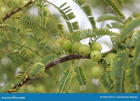 Jamblang Fruit from Indonesian Banda Aceh Editorial Stock Photo - Image of indonesian, fruit ...