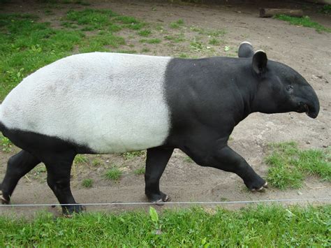 File:Malayan Tapir walking.JPG