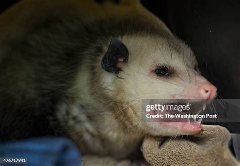 Possum Teeth Photos and Premium High Res Pictures - Getty Images