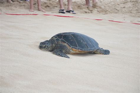 Turtle Sleeping Beach Laniakea - Free photo on Pixabay - Pixabay