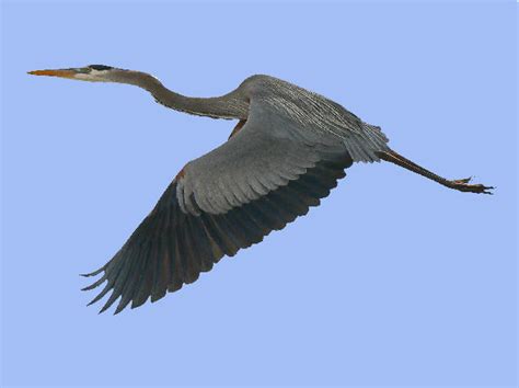 Great Blue Heron flying