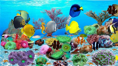 Top 10 Best Live Aquarium Fish Screensaver - Best of 2018 Reviews | No Place Called Home