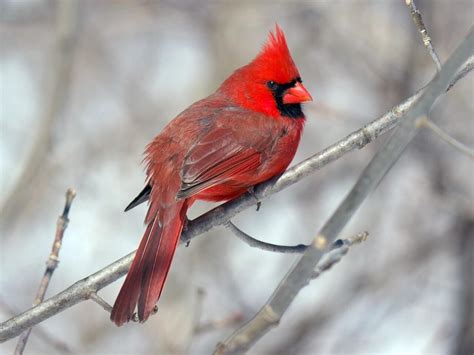 Northern Cardinal - NestWatch