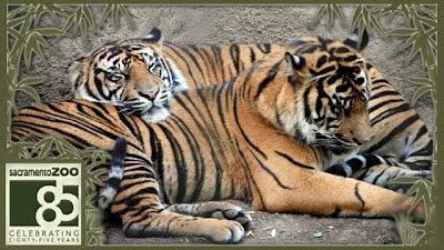 Sacramento Zoo Tickets Discount - Save More Than 50% - NorCal Coupon Gal