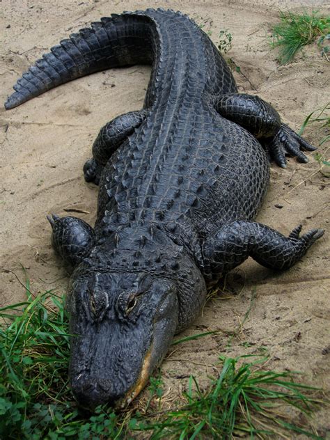 File:American Alligator.jpg - Wikipedia