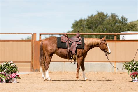 2019 Sold Horses - Performance Horse Sales - Cal Poly, San Luis Obispo