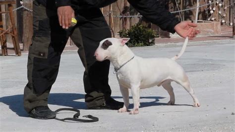 47+ Bull Terrier Training Techniques Picture - Bleumoonproductions