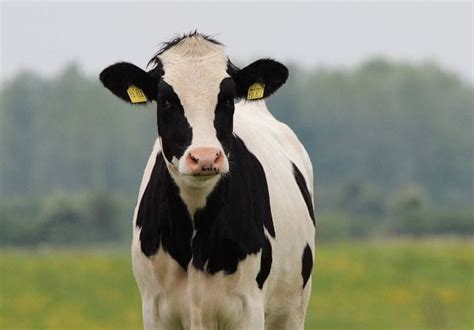 150+ Female Cow Names: The Best Names For Your Female Cattle