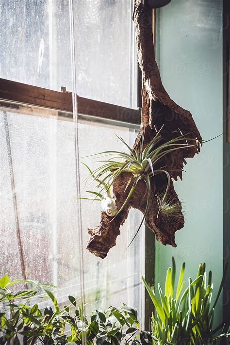 "Air Plants On Driftwood Hanging By Window As Home Decoration" by Stocksy Contributor "Joselito ...