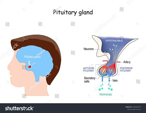 Pituitary Gland Anatomy Hormones Location Hypophysis Stock Vector (Royalty Free) 1984465877 ...