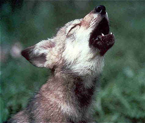 Baby Wolves Howling Images & Pictures - Becuo