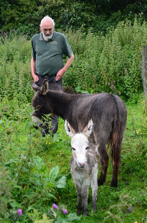 Teesdale Mercury: Can you help name rare pygmy donkey?