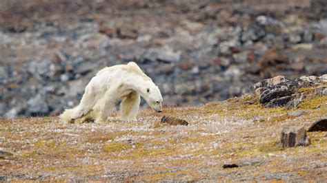 Video of Starving Polar Bear ‘Rips Your Heart Out of Your Chest’ - The New York Times