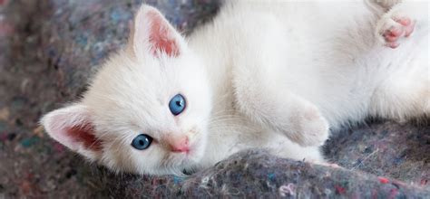 Beautiful White Kitten With Blue Eyes HD Wallpaper