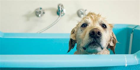 Embrace Freshness: The 10 Best Dog Shampoos of 2023, Expe