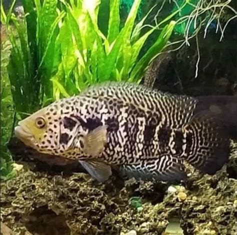 Jaguar Cichlid (Parachromis managuensis) Species Guide