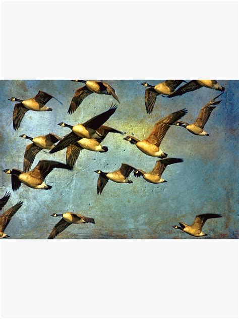 "Canada Goose Flock" Metal Print by PeggyCollinsArt | Redbubble