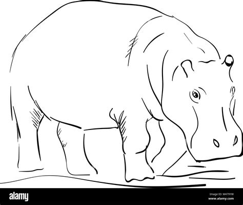 Hippo drawing, illustration, vector on white background Stock Vector Image & Art - Alamy