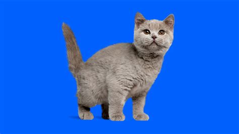 Everything you need to know about British Shorthair Cats | Napo Pet Care