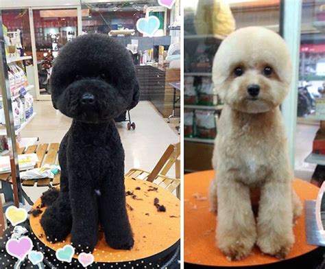 35 funny dog haircuts: These dogs are the real victims of laughter here!